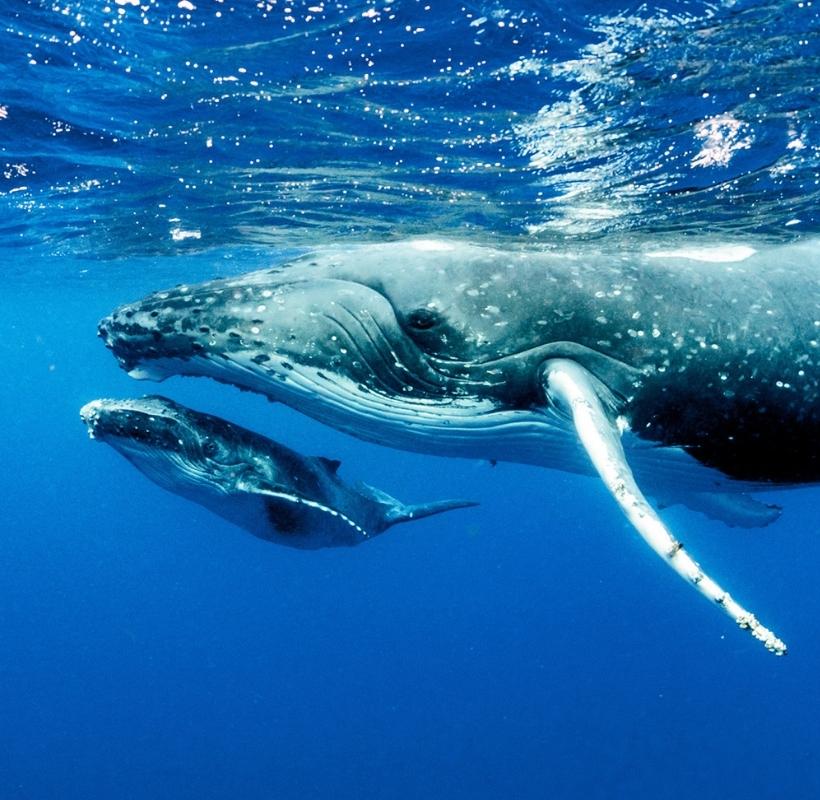 baleine qui nage dans l'océan
